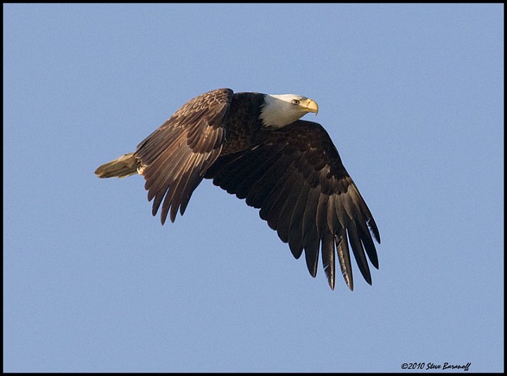 _0SB8814 american bald eagle.jpg
